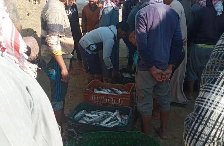 حماية البحيرات يفتتح موسم الصيد في بحيرة قارون بعد انقطاع دام سنوات