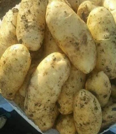 للتفرقة بين بطاطس القلى والطبيخ 1 للتفرقة بين بطاطس القلى والطبيخ