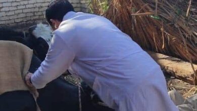 بيطري المنيا: تحصين أكثر من 84 ألف رأس ماشية ضد الحمي القلاعية والوادي المتصدع