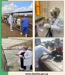 فحص (٤٨٠٧) رأس ماشية ضد البروسيلا و (٤١٥٠) رأس ماشية ضد السل البقري بالشرقية