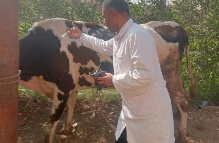 بيطري المنيا : تقديم 3413 خدمة مجانية خلال 11 قافلة وقائية وإرشادية 1 بيطري المنيا : تقديم 3413 خدمة مجانية خلال 11 قافلة وقائية وإرشادية