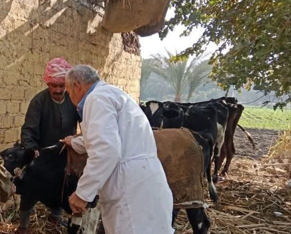 بيطري المنيا: تحصين 152 ألف رأس ماشية على مدار شهر ضمن الحملة القوميه 1 بيطري المنيا: تحصين 152 ألف رأس ماشية على مدار شهر ضمن الحملة القوميه