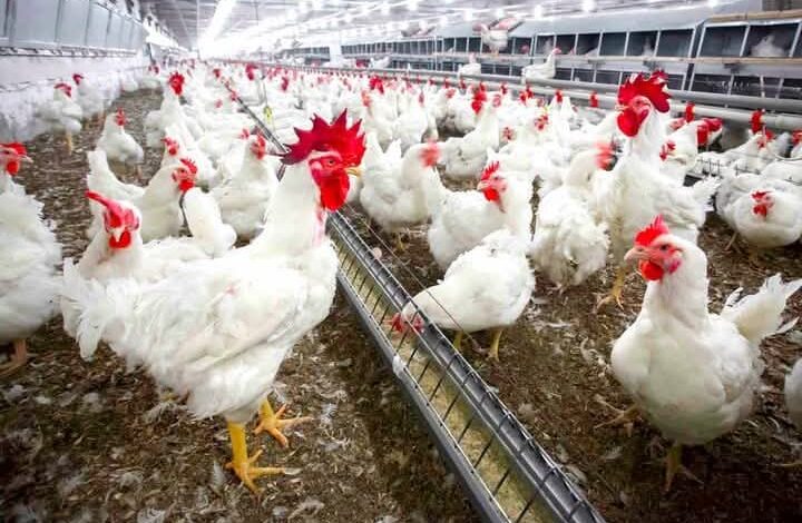 أسعار الدواجن اليوم الجمعة 1 أسعار الدواجن اليوم الجمعة