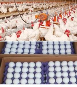 استقرار أسعار الدواجن والبيض اليوم الرابع من ديسمبر 