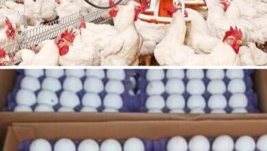 استقرار أسعار الدواجن والبيض اليوم الرابع من ديسمبر 