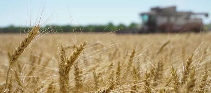 إمدادات القمح الروسية إلى سوريا تم تعليقها بسبب الضبابية بشأن الحكومة الجديدة 1 إمدادات القمح الروسية إلى سوريا تم تعليقها بسبب الضبابية بشأن الحكومة الجديدة