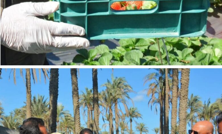 نائب محافظ البحيرة يستقبل وفد الوكالة الأمريكية للتنمية الدولية بمركز بدر 1 نائب محافظ البحيرة يستقبل وفد الوكالة الأمريكية للتنمية الدولية بمركز بدر