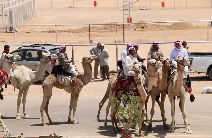 محافظ جنوب سيناء يتابع استعدادات مدينة شرم الشيخ لاستضافة المهرجان العربي للهجن والتراث 