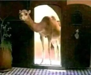 جمل يدخل على رسول الله صلى الله عليه وسلم ووضع فمه على أذن رســـــول الله