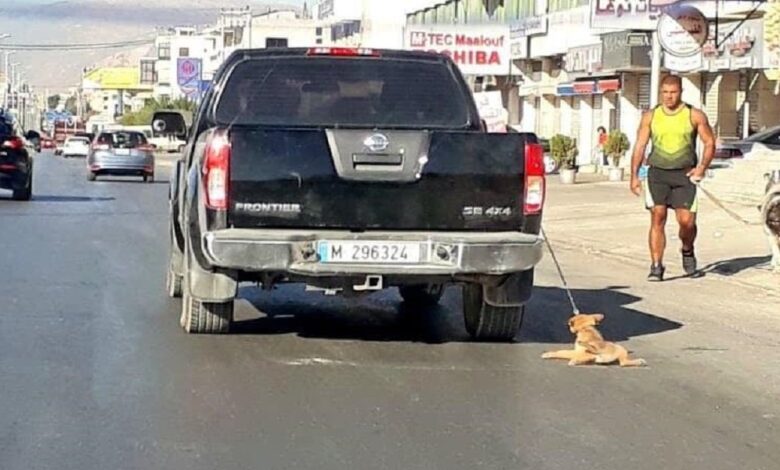 سحل وتعذيب كلب بالشارع.. بالشيخ زايد بالجيزة