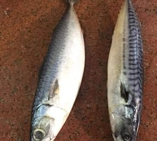 الفرق بين سمك الماكريل وسمك شك الزور 1 الفرق بين سمك الماكريل وسمك شك الزور