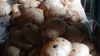 محافظ أسيوط يوجه باستمرار شن حملات الرقابة على الأسواق 