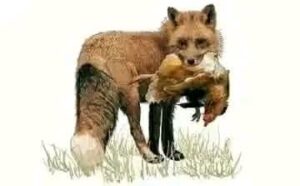 مرفت عبد القادر تكتب عن المكر والخداع 2 مرفت عبد القادر تكتب عن المكر والخداع