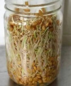 القمح المبرعم من انفع اﻻدوية على وجه الارض وله فوائد وكنوز كبيرة 2 القمح المبرعم من انفع اﻻدوية على وجه الارض وله فوائد وكنوز كبيرة