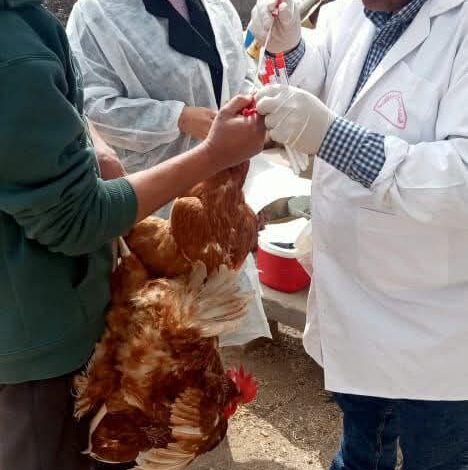 بيطري الشرقية يُحصن (٨٣ ألف و٦٦٢) طائر ضد مرض أنفلونزا الطيور