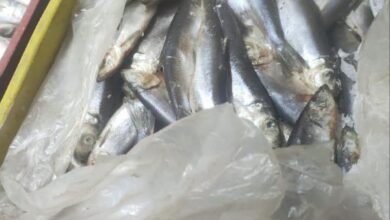 ضبط ( طن و ٥٠٠ كجم) لحوم و مصنعات لحوم و دواجن و أسماك مجمدة مخالفة ببلبيس