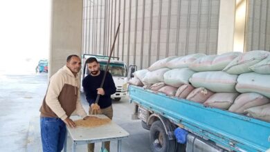 محافظه المنيا تستقبل 8205 أطنان من القمح