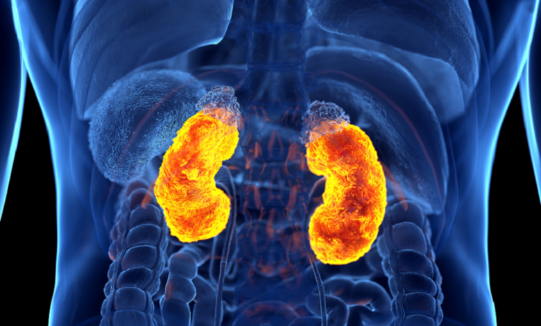 عادات شائعة تتلف الكلى بصمت 1 عادات شائعة تتلف الكلى بصمت