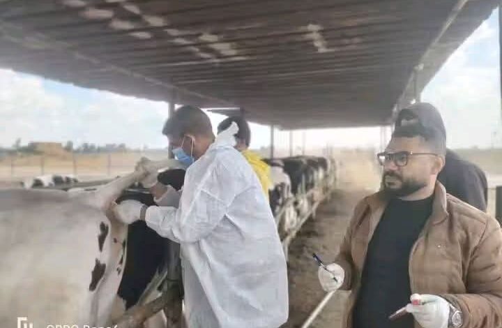 محافظ الإسماعيلية يتابع نشاط مديرية الطب البيطري للحفاظ على الثروة الحيوانية والداجنة 1 محافظ الإسماعيلية يتابع نشاط مديرية الطب البيطري للحفاظ على الثروة الحيوانية والداجنة