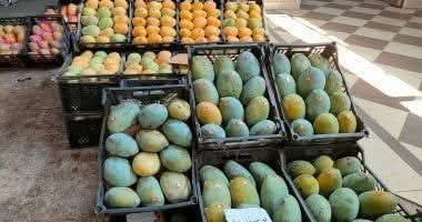 الزراعة توصي مزراعى المانجو بعدة توصيات هامة..تعرف عليها 1 الزراعة توصي مزراعى المانجو بعدة توصيات هامة..تعرف عليها