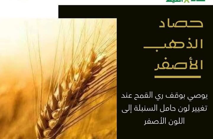 معاك في الغيط" تقدم نصائح هامة لمزارعي القمح يجب مراعاتها أثناء الحصاد
