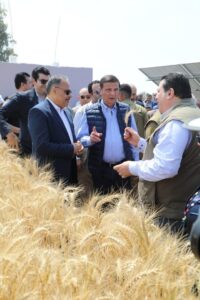 وزير الزراعة ومحافظ الشرقية يفتتحون موسم حصاد القمح بالشرقية 