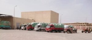 المنيا تستقبل أكثر من ألف طن من القمح ضمن موسم حصاد 2025