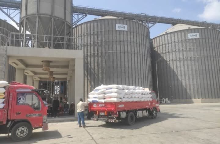 سنابل الخير تزين حقول محافظة الشرقية