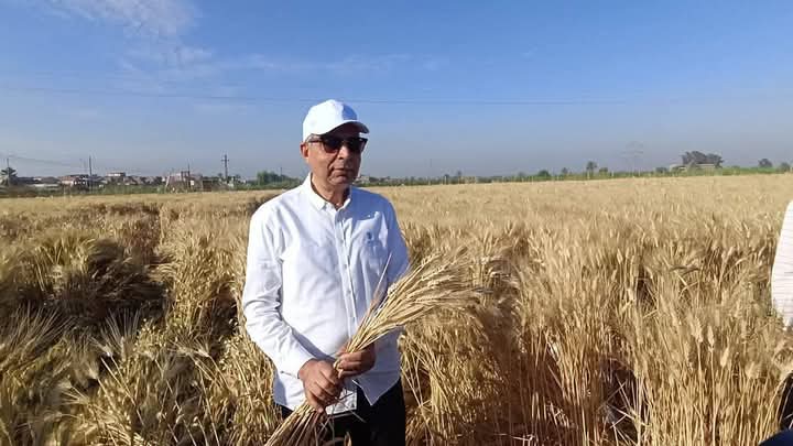 محافظ المنيا يشارك الفلاحين فرحة حصاد القمح 1 محافظ المنيا يشارك الفلاحين فرحة حصاد القمح