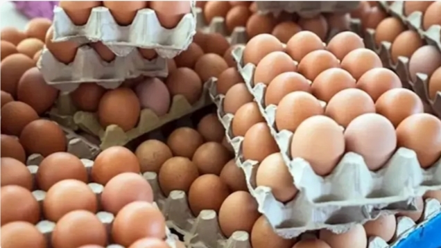 ارتفاع أسعار البيض اليوم السبت في الأسواق