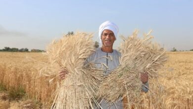 محافظ المنيا يُكرم المزارعين والرائدات الريفيات ومهندسي الإرشاد