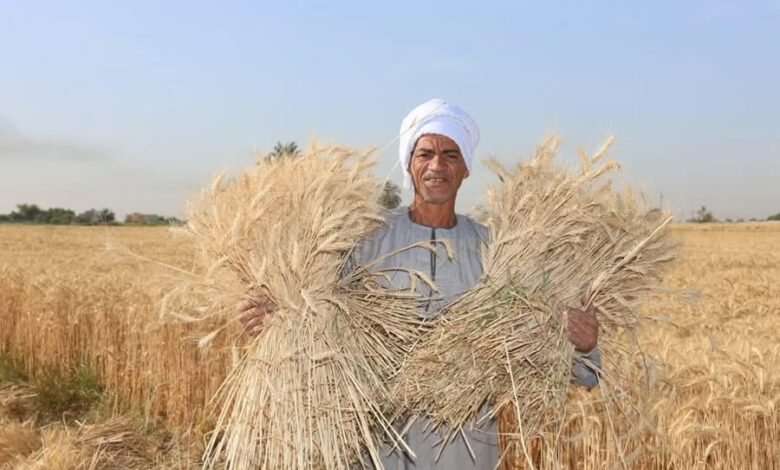 محافظ المنيا يُكرم المزارعين والرائدات الريفيات ومهندسي الإرشاد 1 محافظ المنيا يُكرم المزارعين والرائدات الريفيات ومهندسي الإرشاد