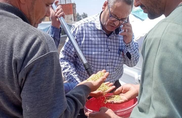 المواقع التخزينية تستقبل ٢٥٩٥٥٨ طن و ٦٠٣ كيلو جرام من الذهب الأصفر بالشرقية