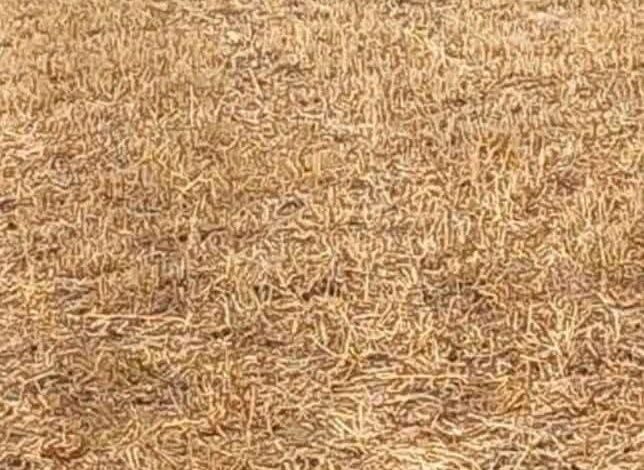 توريد ١٥٤٨٠٠ طن و ٩٥٨ كيلو جرام من الأقماح المحلية لشون وصوامع الشرقية 1 توريد ١٥٤٨٠٠ طن و ٩٥٨ كيلو جرام من الأقماح المحلية لشون وصوامع الشرقية