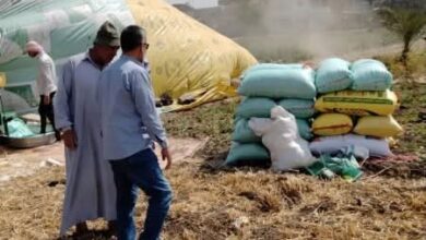 استمرار تدفق الأقماح المحلية للمواقع التخزينية بمحافظة الشرقية