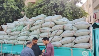 محافظ المنيا: شون وصوامع المحافظة تستقبل 249 ألف طن من القمح ضمن موسم توريد 2025