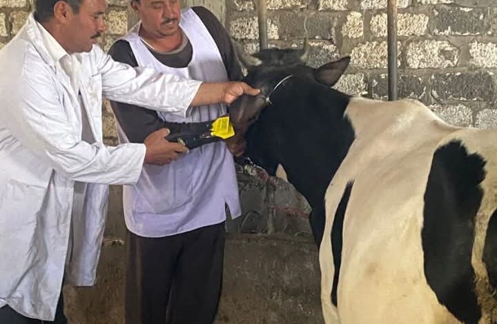 تحصين (٦٨٣ ألف و٤٧٦) رأس ماشية ضد مرض الحمى القلاعية و حمى الوادي المتصدع بالشرقية 1 تحصين (٦٨٣ ألف و٤٧٦) رأس ماشية ضد مرض الحمى القلاعية و حمى الوادي المتصدع بالشرقية