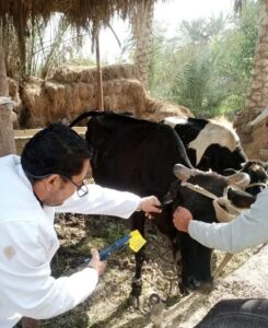 بيطرى الشرقية ينتهى من تحصين (٧٤٥ ألف و٩٦ ) رأس ماشية ضد مرض الحمى القلاعية 