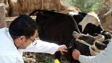 بيطرى الشرقية ينتهى من تحصين (٧٤٥ ألف و٩٦ ) رأس ماشية ضد مرض الحمى القلاعية 