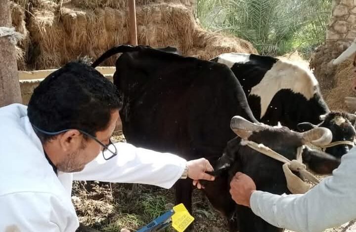 بيطرى الشرقية ينتهى من تحصين (٧٤٥ ألف و٩٦ ) رأس ماشية ضد مرض الحمى القلاعية 