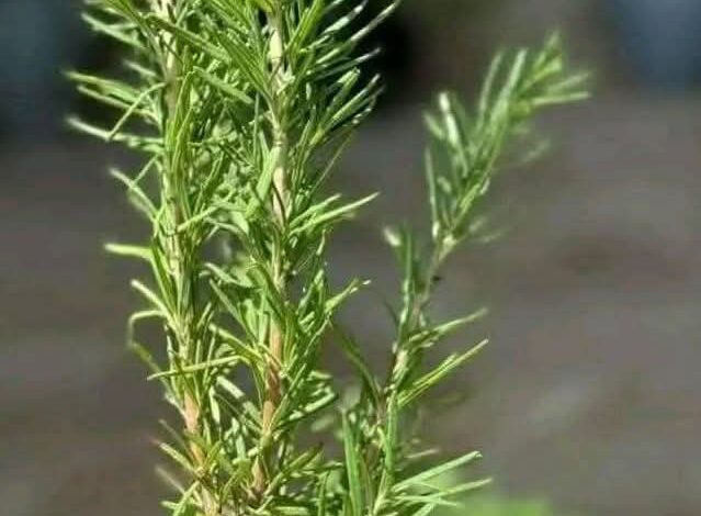 فوائد نبات إكليل الجبل «الروزماري » 1 فوائد نبات إكليل الجبل «الروزماري »