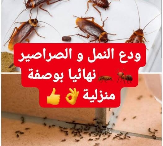 طريقة للقضاء على النمل والصراصير نهائياً 1 طريقة للقضاء على النمل والصراصير نهائياً