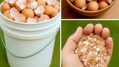 15 طريقة عبقرية لاستخدام قشور البيض