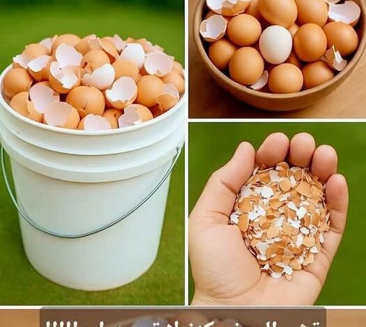 15 طريقة عبقرية لاستخدام قشور البيض