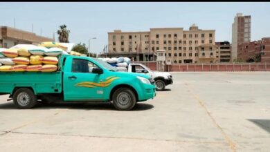 شون وصوامع الشرقية تنتهي من توريد ٥٩٩٣٤٣ طن و٥٨٢ كيلو قمح محلي