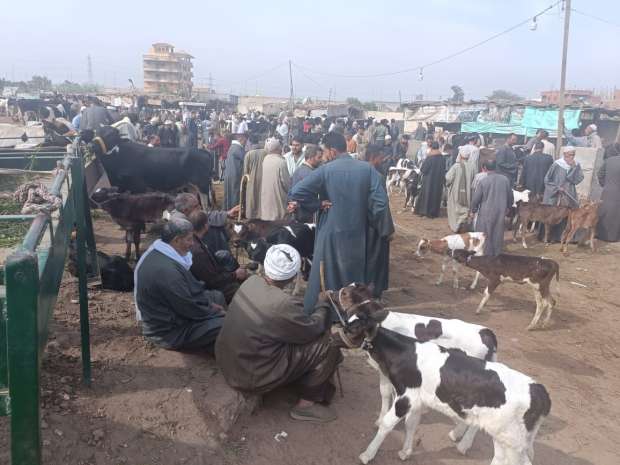 إصابة 4 أشخاص في مشاجرة بعصي داخل سوق مواشي بقوص جنوب قنا 1 إصابة 4 أشخاص في مشاجرة بعصي داخل سوق مواشي بقوص جنوب قنا