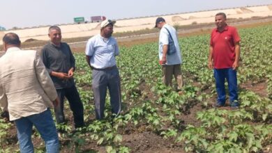نشاط مكثف لزراعة الشرقية لمكافحة الآفات بالمحاصيل الزراعية