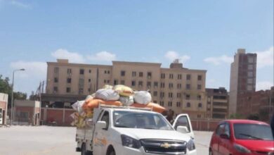 استمرار تدفق الأقماح المحلية لشون وصوامع محافظة الشرقية