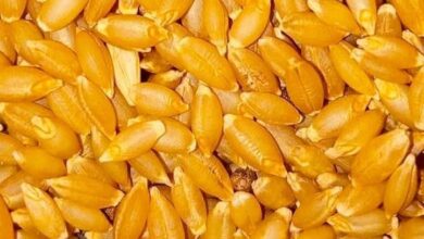 فوائد حبوب القمح 