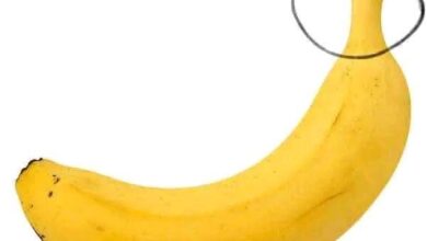 هل تعلم لماذا تفتح القرود الموز من الجهة السفلية، وليس من الأعلى كما نفعل نحن؟